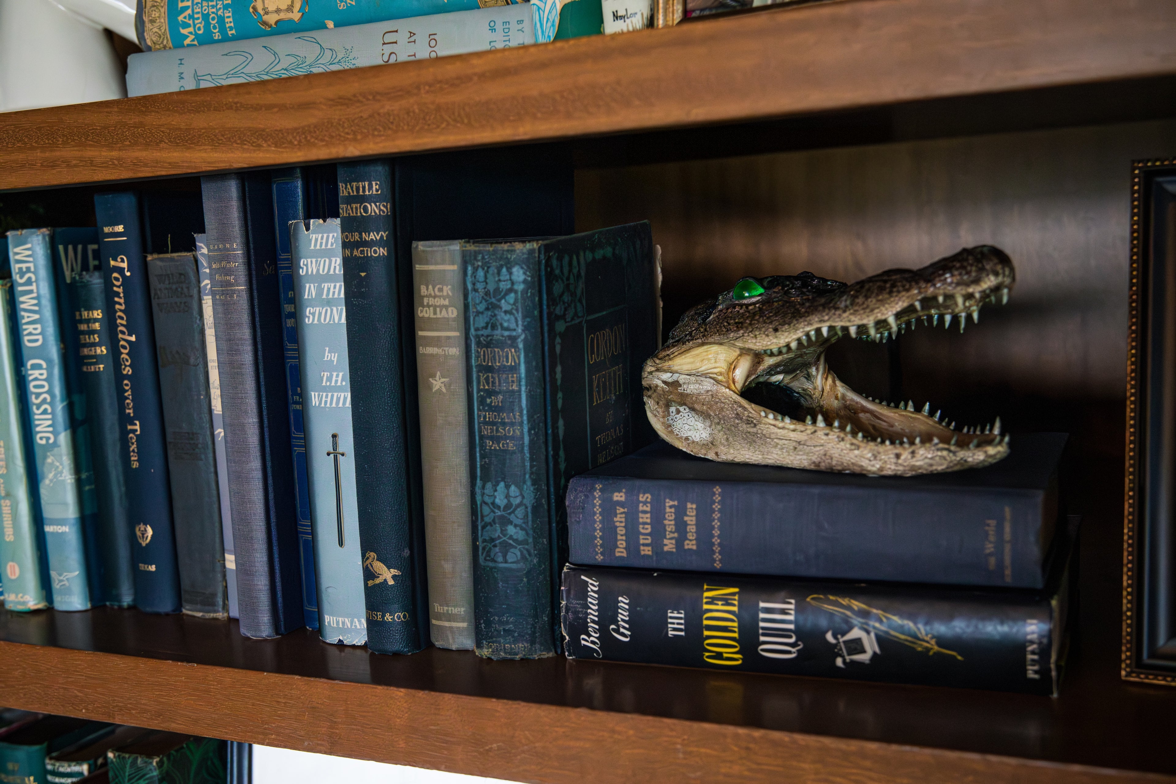 Preserved Alligator Head